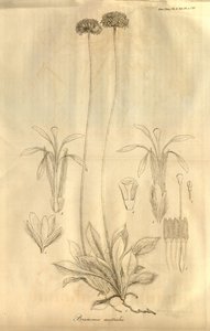 Esta é a guia. 28 do Volume X de Transações da Sociedade Linnean de Londres, publicado em 1811 de Ferdinand Bauer
