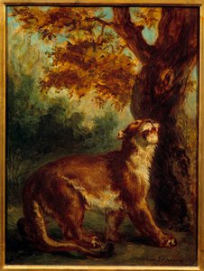 A puma também diz que a leoa procura uma presa. Pintura de Eugene Delacroix (1798-1863) de Ferdinand Victor Eugene Delacroix