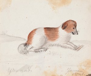 Cão