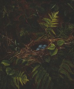 Ninho de pássaro e samambaias, 1863.