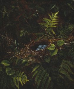 Ninho e samambaias de pássaros, 1863