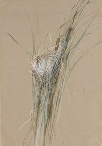 Ninho de pássaros em Cattails, ca. 1875