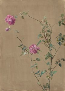 Rosas cor de rosa