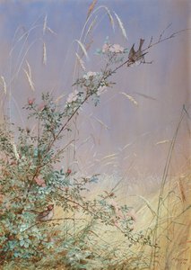 Rosas Selvagens Entre Centeio, 1874 (wc e guache sobre lápis sobre papel)