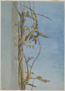 Wisteria em um Muro