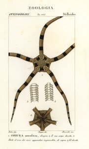 Equinodermes de estrela britânica, Ophiomastix annulosa, Ophiura annulosa de Finocchi Finocchi