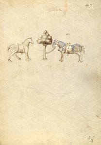 Dois cavalos