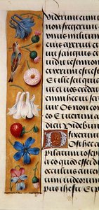 Sra. 1058-1975, f.22v: detalhe de uma borda floral de um Livro de Horas, c.1500 (vellum) de Flemish School