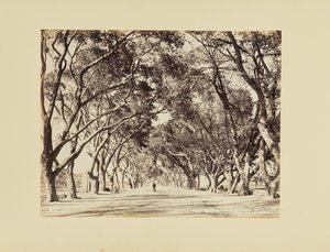 Cairo, Allée de Choubra de Félix Bonfils