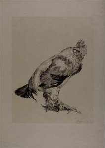 O galo velho de Félix Henri Bracquemond
