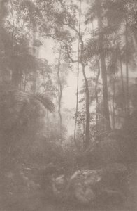 Foggy Jungle 1, 2024 (foto) de Florent Bodart