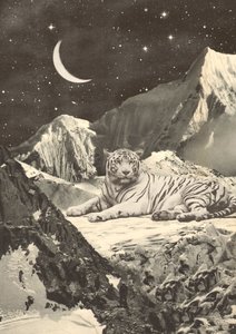 Tigre Branco Gigante nas Montanhas