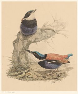 dois pássaros de Florentius Abraham Verster van Wulverhorst