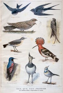 Aves protegidas e úteis na agricultura, 1897 de Fortuné Méaulle