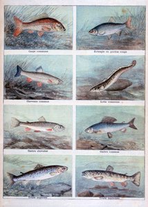 Peixes de água doce, 1898. de Fortuné Méaulle