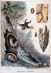 Insetos nocivos, 1897 de Fortuné Méaulle