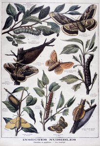 Insetos nocivos: lagartas, borboletas e mariposas, 1897 de Fortuné Méaulle