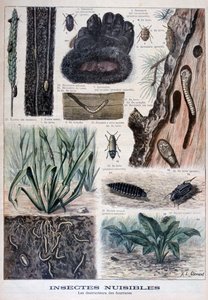 Insetos nocivos para peles, 1897 de Fortuné Méaulle