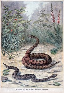 Cobras e plantas venenosas, 1897 de Fortuné Méaulle