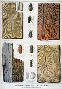 Insetos xilófagos que são destrutivos para as florestas, 1897