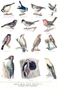As aves úteis na agricultura de Fortune Louis Meaulle