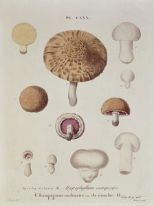 Hypophyllum campestre ou o cogumelo de campo, prato 130 de &39;Iconografia dos Champion de JJ Paulet&39; por JH Leveille, gravado por Renard, 1855 de Fossier