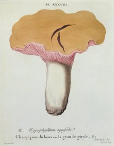 Hyprophyllum aquifolii, prato 38 da &39;Iconografia dos cogumelos de JJ Paulet&39; por JH Leveille, gravado por Renard, 1855 de Fossier