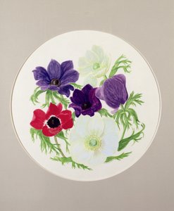 Anêmonas de Frances Buckland