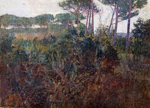 Pinewoods em Torre del Lago de Francesco Fanelli