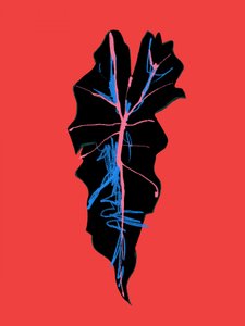  de Francesco Gulina