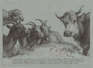 Estudo de cabeças: três cabras, um boi e um carneiro, publicado c. 1783. de Francesco Londonio