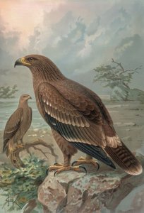 GRAVURA-AGUILA DE NEPAL-FÊMEAS-AQUILA NIPALENSIS