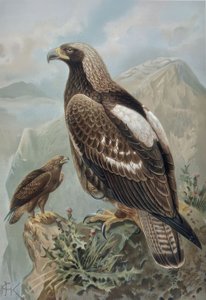 AGUILA-MACHO-GRAVAÇÃO-IMPERIAL COM PENA QUASE PERFEITA (1) E MULHER DE 2 ANOS (2)