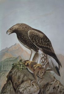 GRAVAÇÃO-AGUILA LEONADA-JOVEM MACHO - AQUILA CHRYSAETUS