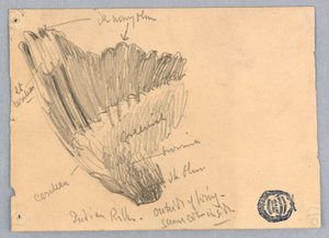 Esboço de uma asa de Francis Augustus Lathrop