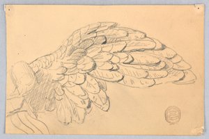 Estudo de uma asa de Francis Augustus Lathrop