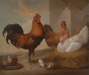 Galos, galinhas e pintos domésticos de Francis Barlow