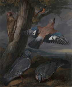 Jay, Pica-pau Verde, Pombos, e Redstart de Francis Barlow
