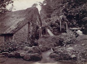Floresta. de Francis Bedford