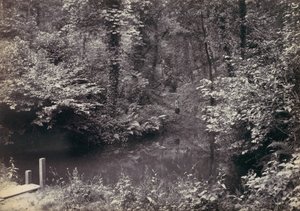 Floresta. de Francis Bedford