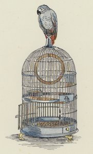 Papagaio sentado em cima da sua gaiola (litografia a cores) de Francis Donkin Bedford
