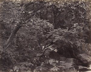 Glen em Lynmouth, década de 1860 de Francis Frith