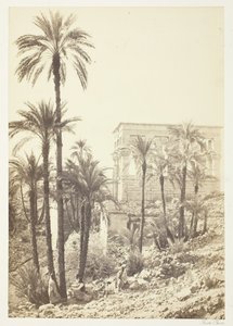 Grupo de Palmeiras, 185862. de Francis Frith