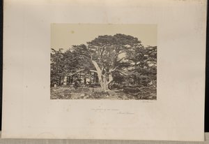O maior dos Cedros, o Monte Líbano de Francis Frith