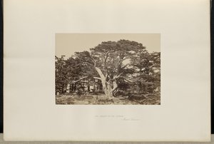 O maior dos Cedros, o Monte Líbano de Francis Frith