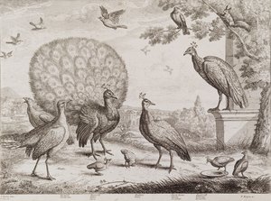 Grupo de pássaros com pavão (gravura)