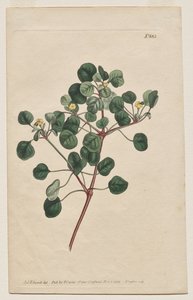 A Revista Botânica ou Jardim de Flores Exibido: Placa 883, Euphorbia Petiolaris. Spurge de Caule Longo de Francis Sansom