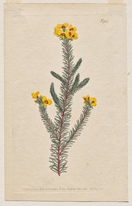 A Revista Botânica ou Jardim de Flores Exibido: Placa 944, Dillwynia glaberrima. Dillwynnia de folhas lisas. [Dillwynia ericifolia gaberrima] de Francis Sansom
