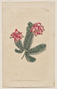 A Revista Botânica ou Jardim de Flores Exibido: Placa 966, Erica Elegans. Heath Elegante [Erica glauca] de Francis Sansom