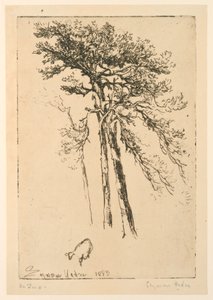 Abetos Escoceses de Francis Seymour Haden